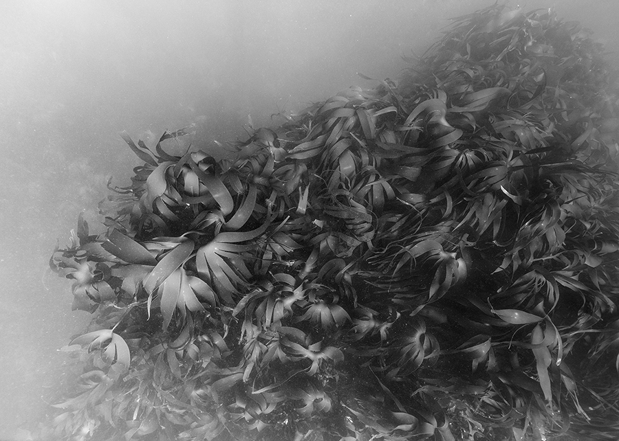 Nicolas Floc’h, Paysages productifs, macro-algues, - 8 m, Ouessant, 2016 - Adagp, Paris 2017 - Crédit photo : Nicolas Floc’h